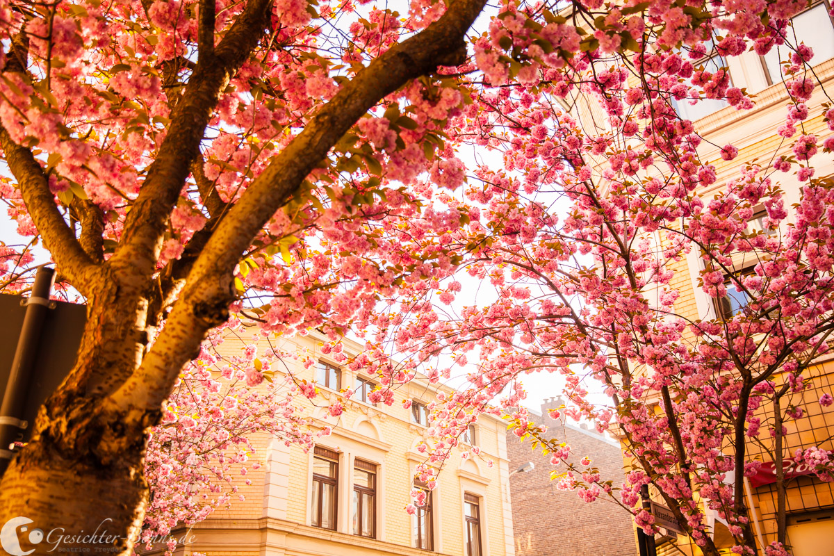 Kirschblüte, #kibo15, Altstadt, Bonn, Breite Straße