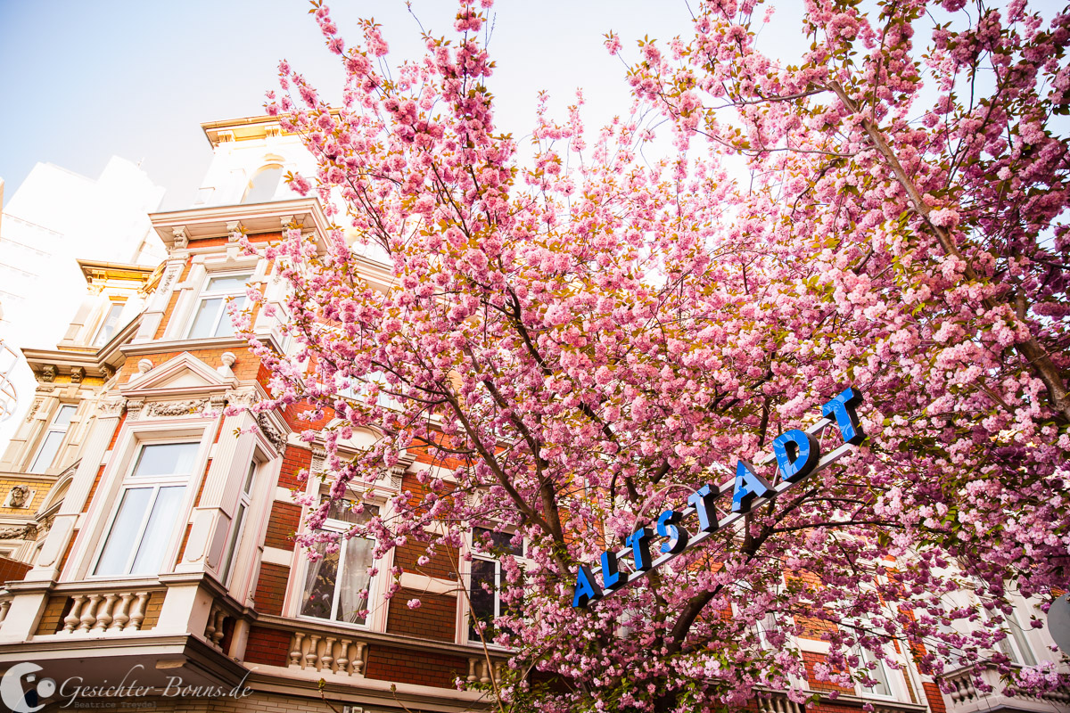 Kirschblüte, #kibo15, Altstadt, Bonn, Breite Straße